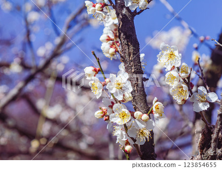 Honjo Sports Park Plum Blossoms - 49 Honjo Sports Park Plum Blossoms - 49 123854655