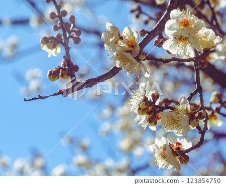 本莊運動公園梅花 - 119 123854750