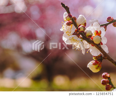 本莊運動公園梅花 - 120 123854751