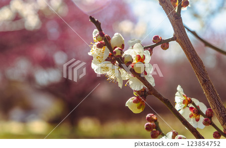 本莊運動公園梅花 - 121 123854752