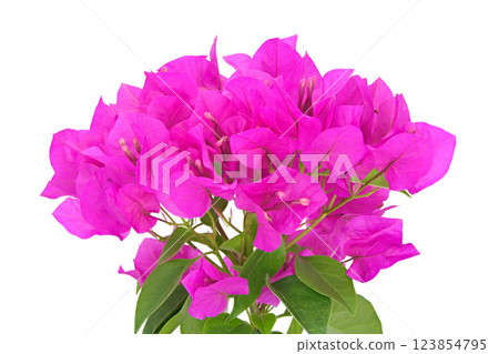 [Bougainvillea] (depth composition) 123854795