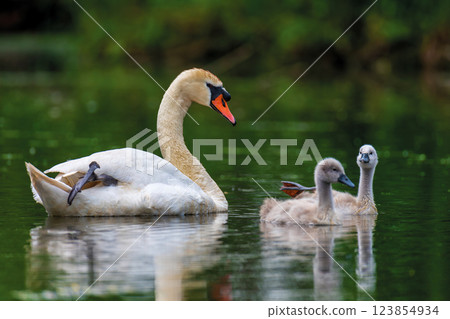 Mute swan with baby. Cygnets on summer day in calm water. Bird in the nature habitat Mute swan with baby. Cygnets on summer day in calm water. Bird in the nature habitat 123854934
