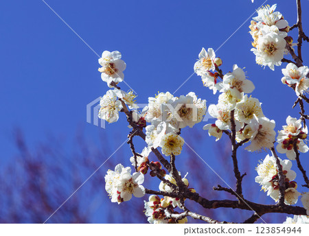 Honjo Sports Park Plum Blossoms - 55 Honjo Sports Park Plum Blossoms - 55 123854944