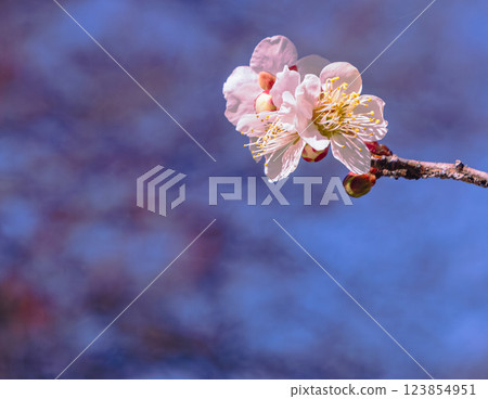 本莊運動公園梅花 - 62 本莊運動公園梅花 - 62 123854951