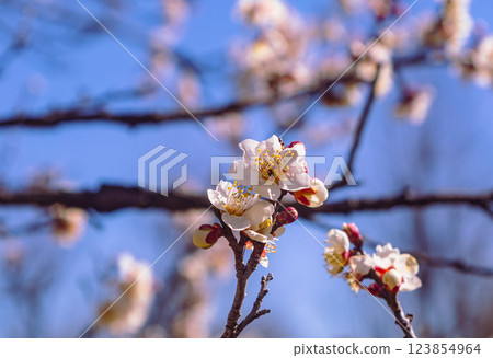 Honjo Sports Park Plum Blossoms - 75 Honjo Sports Park Plum Blossoms - 75 123854964