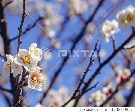 Honjo Sports Park Plum Blossoms - 77 Honjo Sports Park Plum Blossoms - 77 123854966