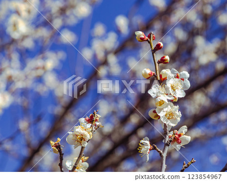 Honjo Sports Park Plum Blossoms - 78 Honjo Sports Park Plum Blossoms - 78 123854967