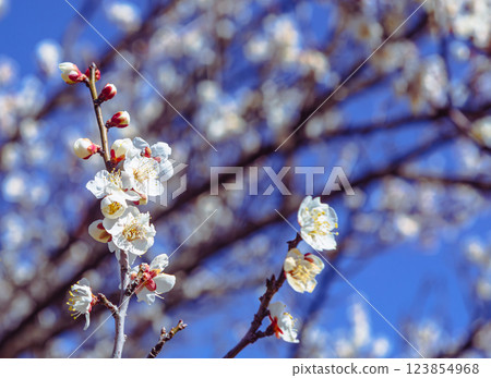 Honjo Sports Park Plum Blossoms - 79 Honjo Sports Park Plum Blossoms - 79 123854968