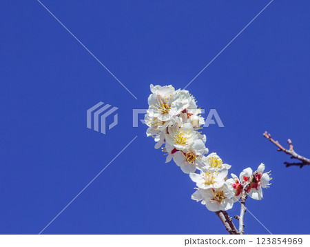 Honjo Sports Park Plum Blossoms - 80 Honjo Sports Park Plum Blossoms - 80 123854969