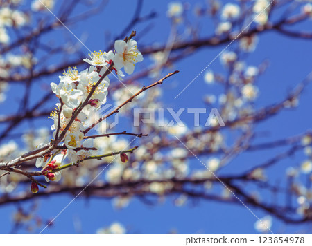 本莊運動公園梅花 - 88 123854978