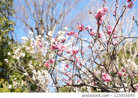 Ikegami Plum Garden in early spring Ikegami Plum Garden in early spring 123855093