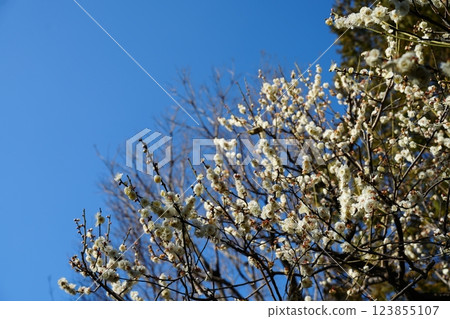 Ikegami Plum Garden in early spring Ikegami Plum Garden in early spring 123855107