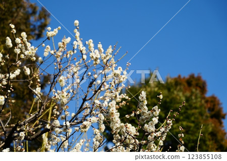 Ikegami Plum Garden in early spring 123855108