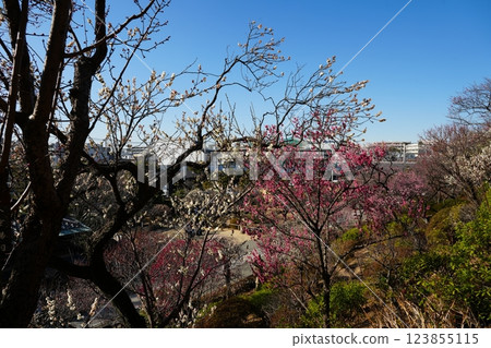 Ikegami Plum Garden in early spring 123855115