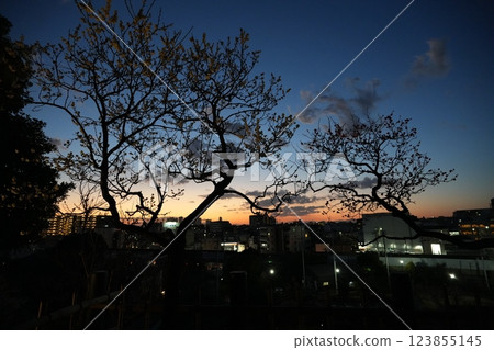 Ikegami Plum Garden in early spring 123855145