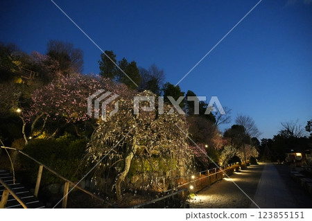 早春池上梅園 早春池上梅園 123855151
