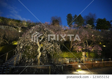 早春池上梅園 早春池上梅園 123855152