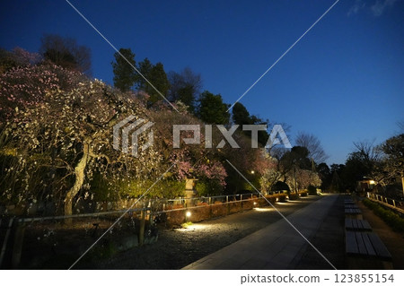 早春池上梅園 早春池上梅園 123855154