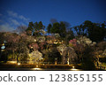 早春池上梅園 早春池上梅園 123855155