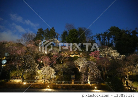 早春池上梅園 早春池上梅園 123855155