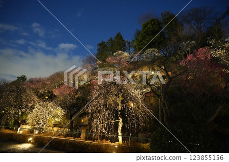 Ikegami Plum Garden in early spring 123855156