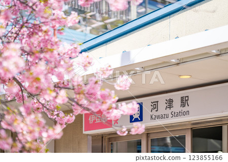 Kawazu Station Station Building Kawazu Cherry Blossom Festival Around the station where Kawazu cherry blossoms are in full bloom Kawazu Station Station Building Kawazu Cherry Blossom Festival Around the station where Kawazu cherry blossoms are in full bloom 123855166