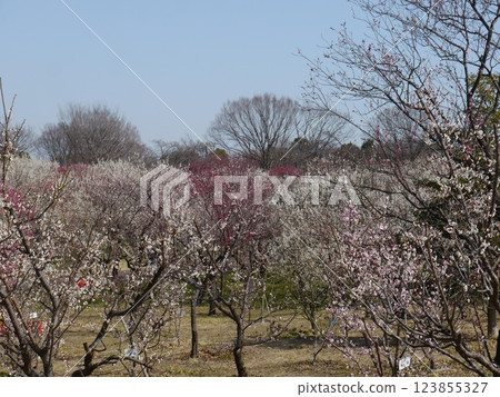 Red and white plum blossoms in full bloom in the plum garden (one of the most famous plum blossom spots in Tokyo: Fuchu City Local Forest) 123855327