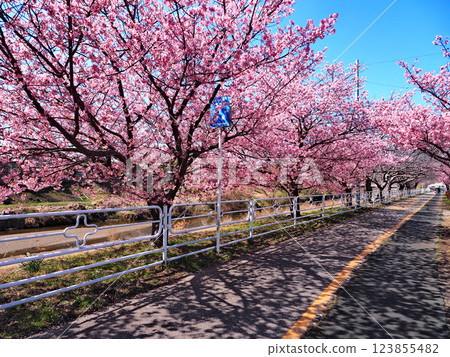 河津櫻花沿著小糸川散步道（君津市） 123855482