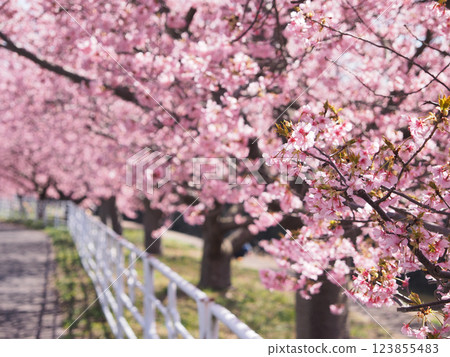河津櫻花沿著小糸川散步道（君津市） 123855483