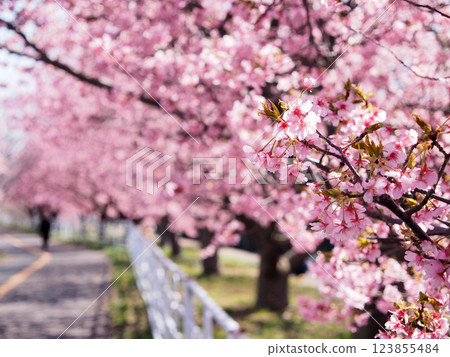 河津櫻花沿著小糸川散步道（君津市） 123855484