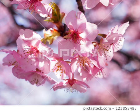 河津櫻花 123855485