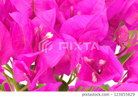 [Bougainvillea] (depth composition) 123855629