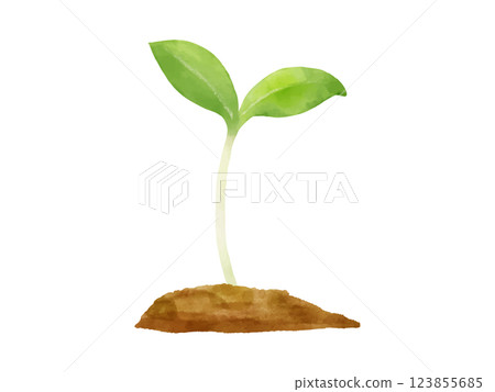 雙葉 用土畫的水彩可愛的雙葉 123855685