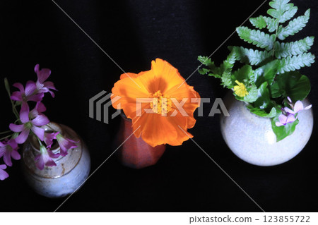 Cosmos in a mini vase Cosmos in a mini vase 123855722