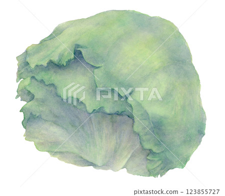 生菜的水彩插圖 123855727