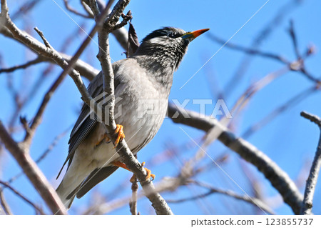 白頰八哥 123855737