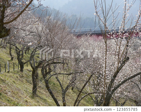 梅花(高尾梅村、黃澤下梅林) 梅花(高尾梅村、黃澤下梅林) 123855785