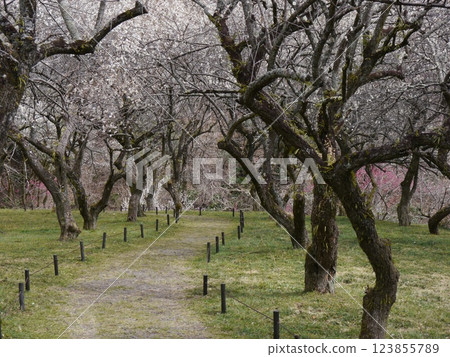 梅花風景(高尾梅村、木澤下梅林) 梅花風景(高尾梅村、木澤下梅林) 123855789