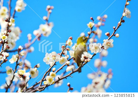 Mejiro and plum blossoms 123855815