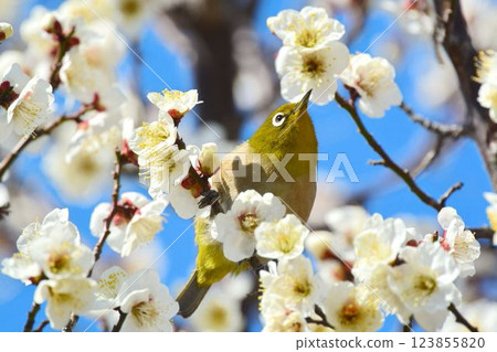 Mejiro和梅花 123855820