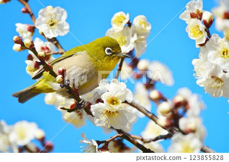 Mejiro和梅花 Mejiro和梅花 123855828