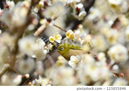 Mejiro and plum blossoms 123855846