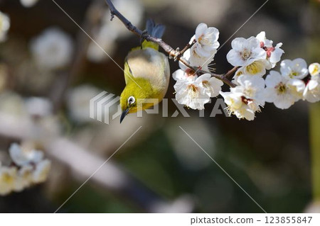 Mejiro和梅花 Mejiro和梅花 123855847