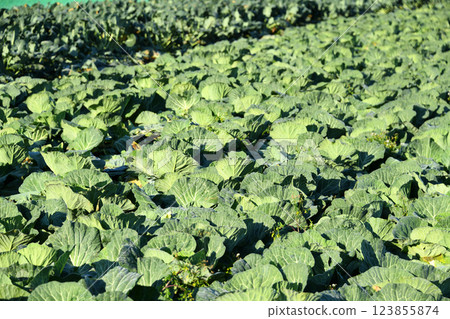 Cabbage field Cabbage field 123855874