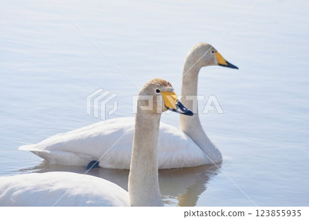 Swan visiting in spring in Hokkaido 123855935