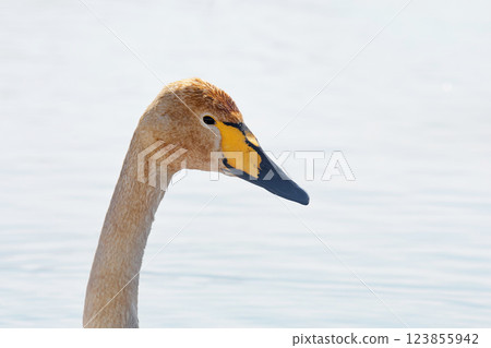 Swan visiting in spring in Hokkaido Swan visiting in spring in Hokkaido 123855942
