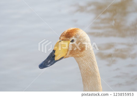 Swan visiting in spring in Hokkaido 123855953