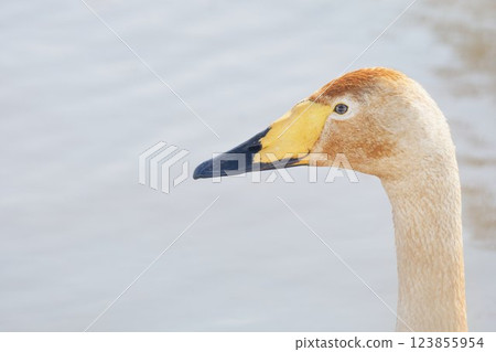 Swan visiting in spring in Hokkaido Swan visiting in spring in Hokkaido 123855954