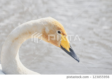 Swan visiting in spring in Hokkaido Swan visiting in spring in Hokkaido 123855956