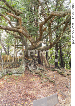A large tree on the summit of Ameyama (Okuyama Ameyama Nature Park) A large tree on the summit of Ameyama (Okuyama Ameyama Nature Park) 123855988